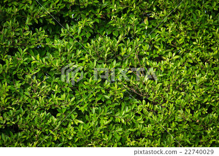 Green leaves background Green leaves background 22740029