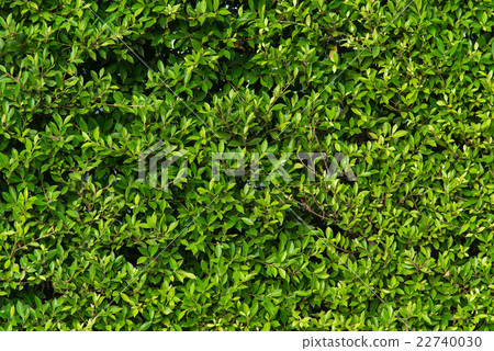 Green leaves background Green leaves background 22740030