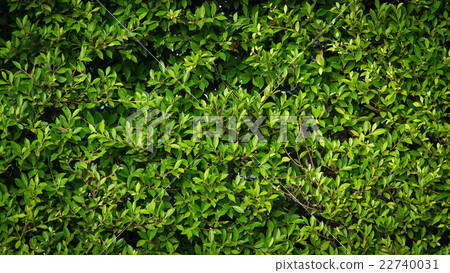 Green leaves background Green leaves background 22740031