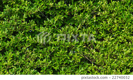 Green leaves background Green leaves background 22740032