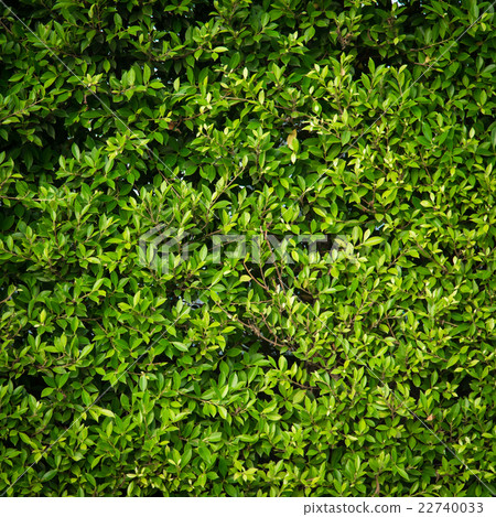 Green leaves background Green leaves background 22740033