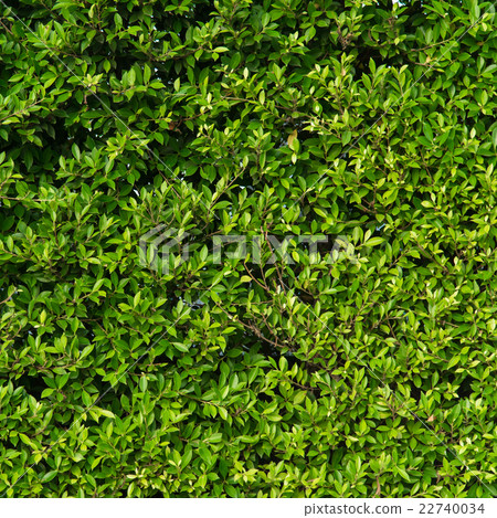 Green leaves background Green leaves background 22740034