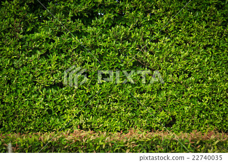 Green leaves background Green leaves background 22740035