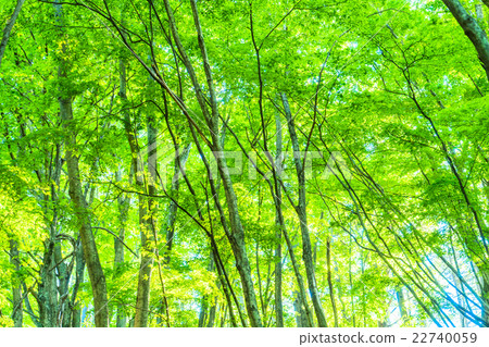 Forest morning Forest morning 22740059