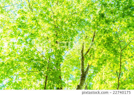 Forest morning Forest morning 22740175
