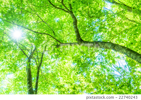 Forest morning 22740243