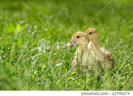 Two duckling on green meadow 22740274