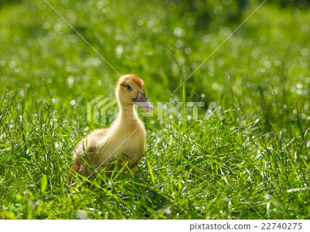 Little chick on meadow 22740275