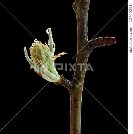 Macro of fruitier blossom bud Macro of fruitier blossom bud 22740291