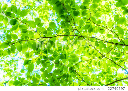 Fresh green eco image Fresh green eco image 22740397