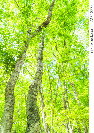 Forest bathing Forest bathing 22740772