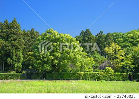 Scenery of Sagano Scenery of Sagano 22740825