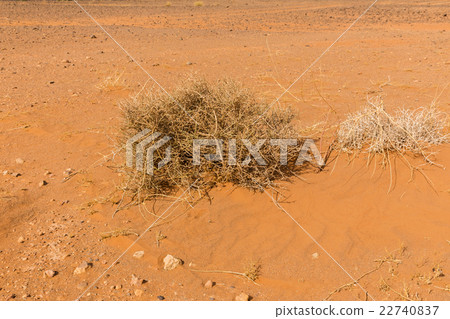 camel thorn in nature camel thorn in nature 22740837