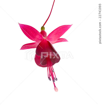 dark cherry fuchsia flower is isolated on white dark cherry fuchsia flower is isolated on white 22741093