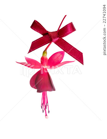beautiful fuchsia flower with red bow isolated beautiful fuchsia flower with red bow isolated 22741094