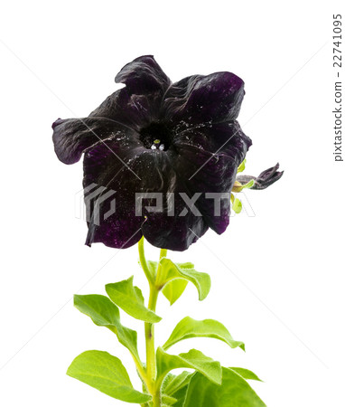 blooming black petunia flower is isolated blooming black petunia flower is isolated 22741095