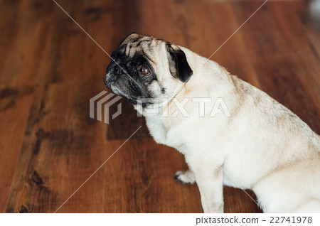 Pug on a wooden floor looking at the camera . 22741978