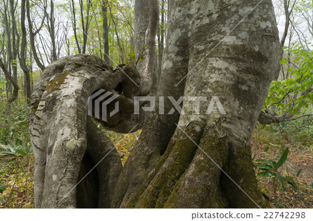 Buna around Akaike Buna around Akaike 22742298