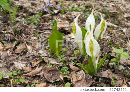 Akaike周圍的水Basho 22742351