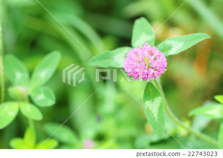 Yotsuba桃子顏色三葉草花 22743023