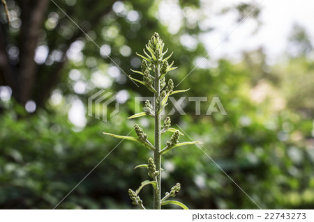 The bud of a cobite saw 22743273