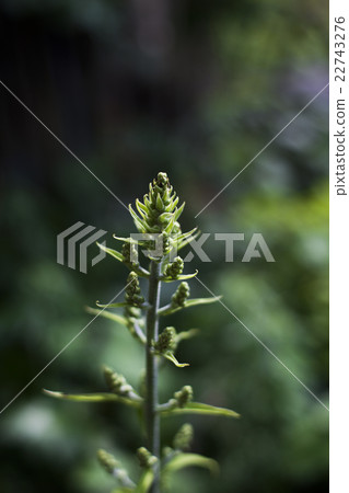 The bud of a cobite saw 22743276