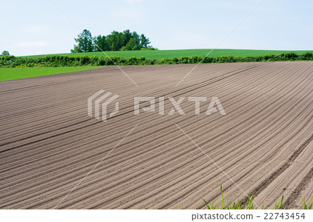 Spring fields 22743454