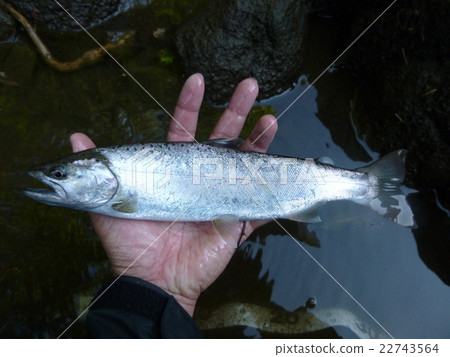 頭皮Yamame Smolt Individuals Sakura Mass 頭皮Yamame Smolt Individuals Sakura Mass 22743564