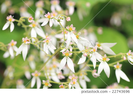 雪下花 22743696