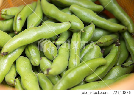 新鮮採摘的豆子 22743886