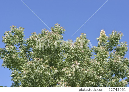 Negative maple flamingo Negative maple flamingo 22743961