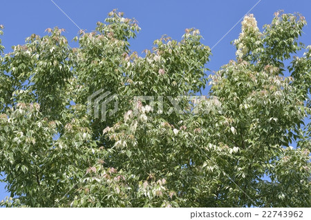 Negative maple flamingo Negative maple flamingo 22743962