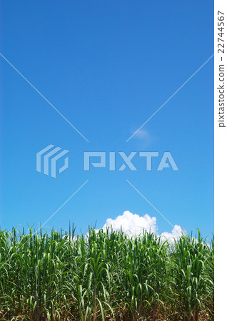 甘蔗領域和藍天 甘蔗領域和藍天 22744567