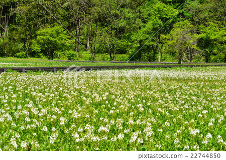 Mitsugashiwa開花沼澤沼澤地 22744850
