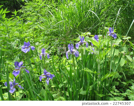 Mountain iris of the northeastern of fresh green 22745307