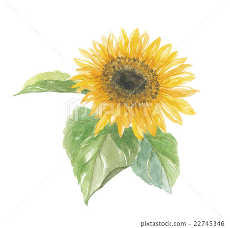 Sunflower sunflower Sunflower sunflower 22745346