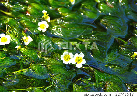Mei flower algae blooming in clear stream 22745518