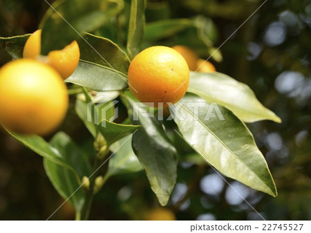 Kumquat Kumquat 22745527
