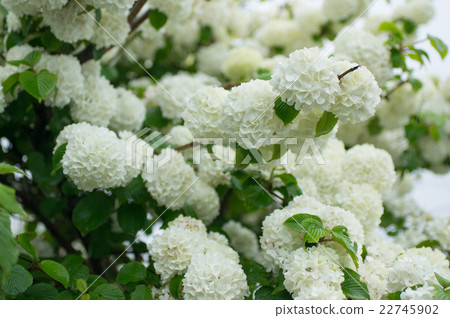 Odemari Odemari 22745902