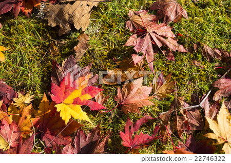 Fallen leaves and moss background (true overview) 22746322