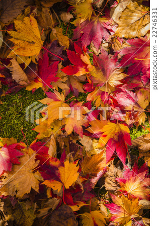 Fallen leaves and moss background (true overview) 22746331