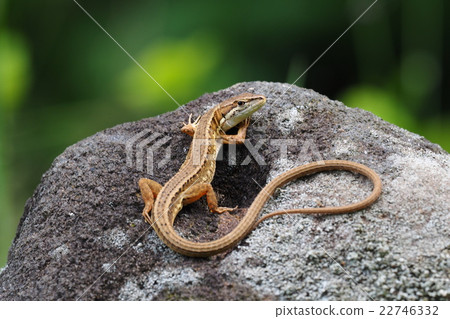 Japanese kana snake 22746332