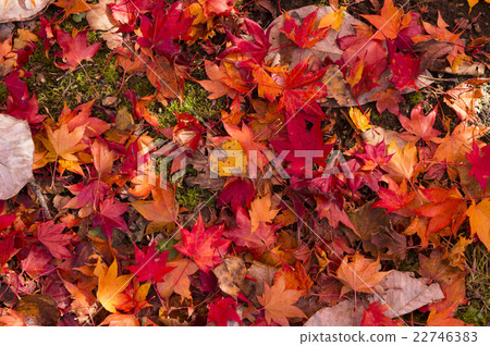 Red fallen leaf background (true bird's eye view) 22746383