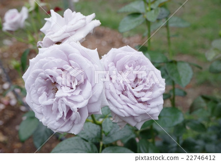 玫瑰淡紫色 玫瑰淡紫色 22746412