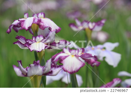 Iris Iris 22746967