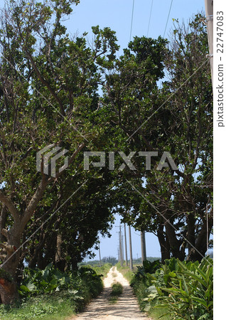 八重山群島，黑島的方式 22747083