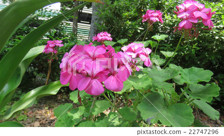 Geranium Geranium 22747296