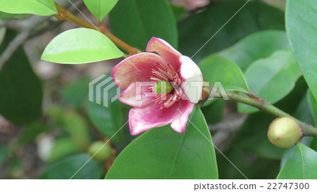 Calata Neo Gata 22747300