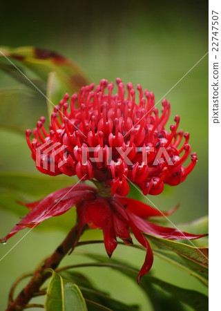 Walata flowers 22747507