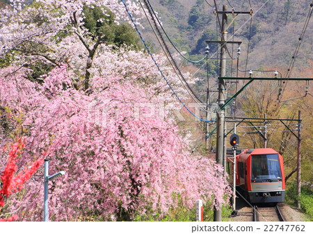 箱根登山鐵路和櫻花 22747762